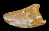 Bargain Carcharodontosaurus Tooth - #4212-2